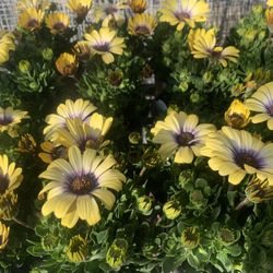 Flowers Lots Of Colors4$ Each