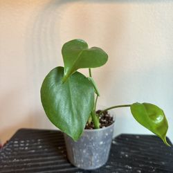 Small Monstera