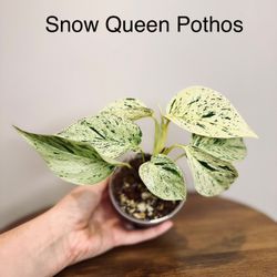 Plant Purge - Lots Of Plants🪴