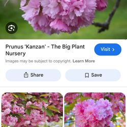 25G 8’ Feet Tall Kwanzan cherry Blossom Tree 