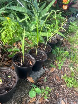 Corn Seedlings