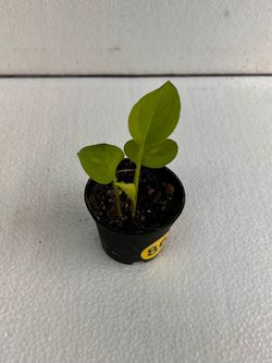 Neon Pothos