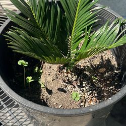 Small sago palm