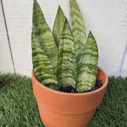 Snake Plant 