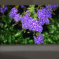 Sweet Memories Plant