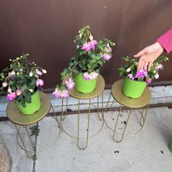 Fucshia Plants In One Gallon Pot Big Flower ( Price Is For Each )