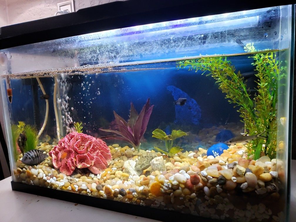 10 gallon fish tank