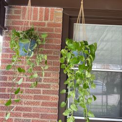 Two Pothos Plants Healthy And Mature Each $30,or Both $55