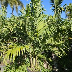 Adonidias Christmas palms all sizes  available  staring 