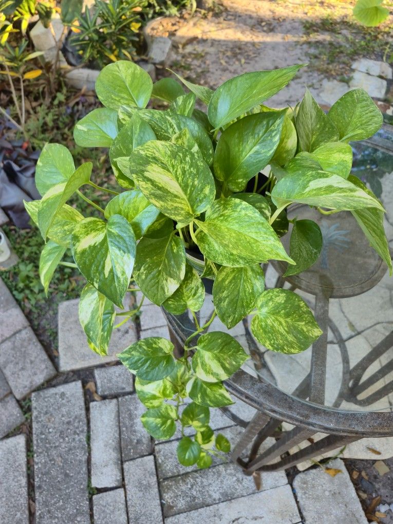 Hawaiian Golden Pothos Small Arrangement