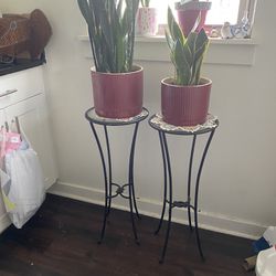 Snake Plants And Stands