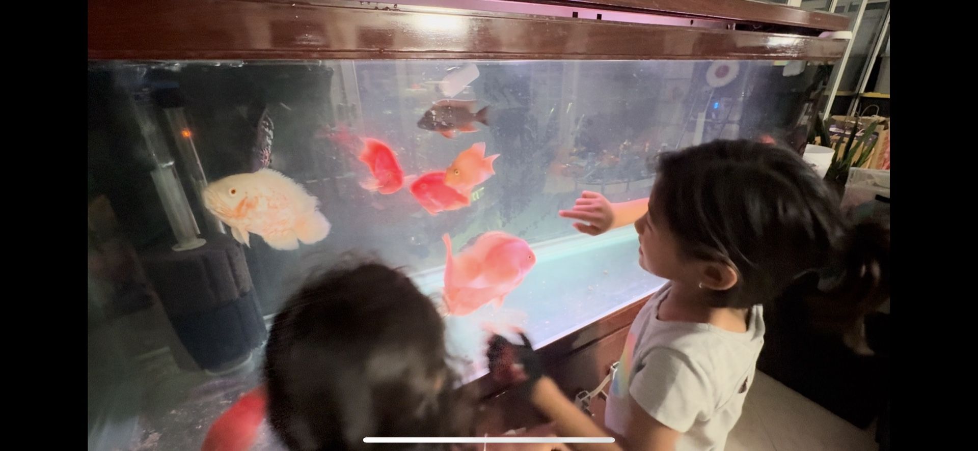 180 Gallon Fish Tank – No Fish Included