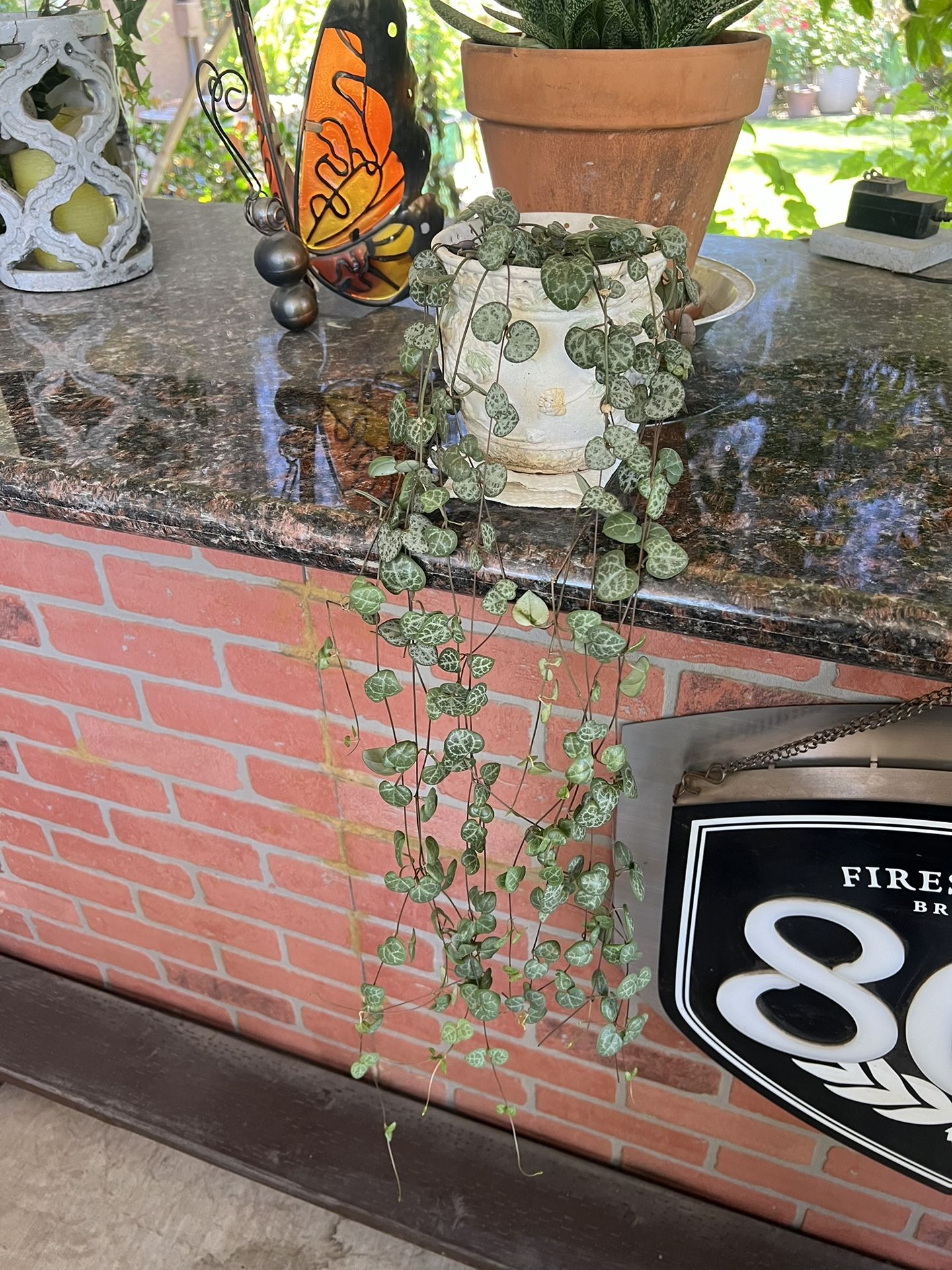 Strings of heart plant