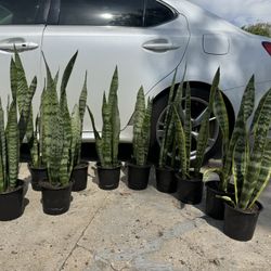 Beautiful Snake Plant 10$ Each