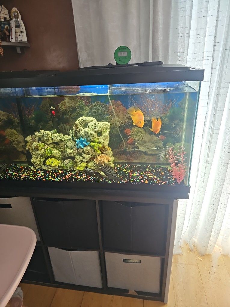Fish Tank 55 Gallon Complete
