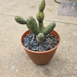 Cactus Plant In Small Pot 
