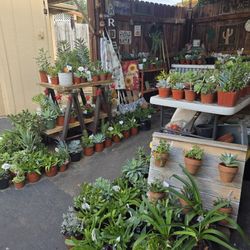 Beautiful and healthy succulents at lower than retail prices 