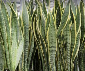 5 Rooted Pieces Of Fire Plants Or Mother In-law Tongue 