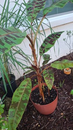 Banana zebrina Plants in pot