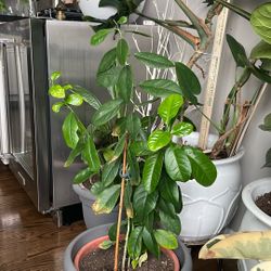 Pot  With Plant Lemon tree