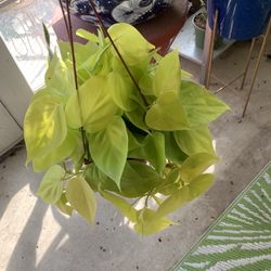 Philodendron Neon  Indoor Plants 