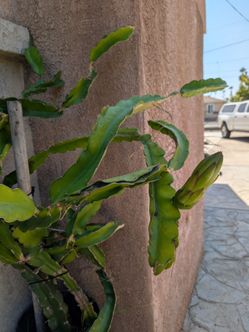 Dragon Fruit