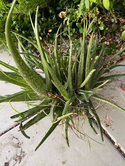 Live Aloe Vera Plant