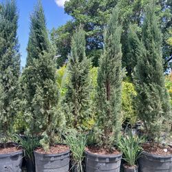 Italian Cypress $250