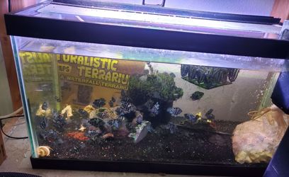15 gallon aquarium setup