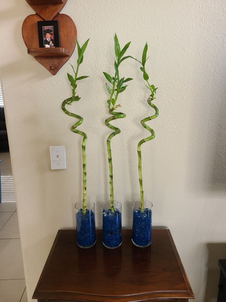 Lucky bamboo plants