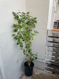 Organic Hibiscus red flower 5.5 ft tall in a 5 gallons pot, $70