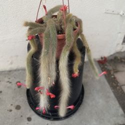 Monkey Tail Plant, In 8 Inch Pot Pick Up Only