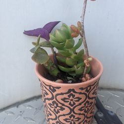 Cute Little Pink And Black Pot With Pretty Succulents 