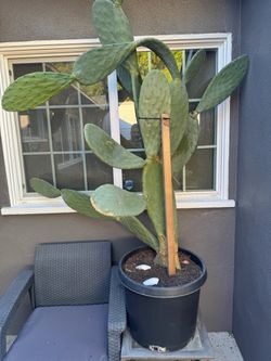 Tall ~6 ft Prickly Pear Cactus (Opuntia) in Large Black Pot – Established, Multi-Pad, Staked for Support – Ready for Patio or Garden This is a mature,