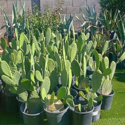 Nopales, Cactus