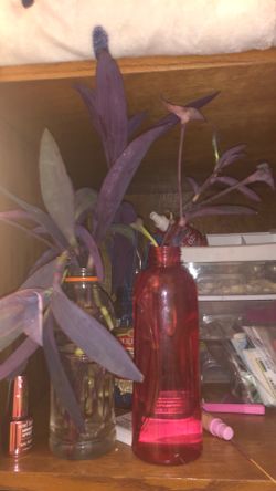 Purple Heart Water Propagation still Rooting