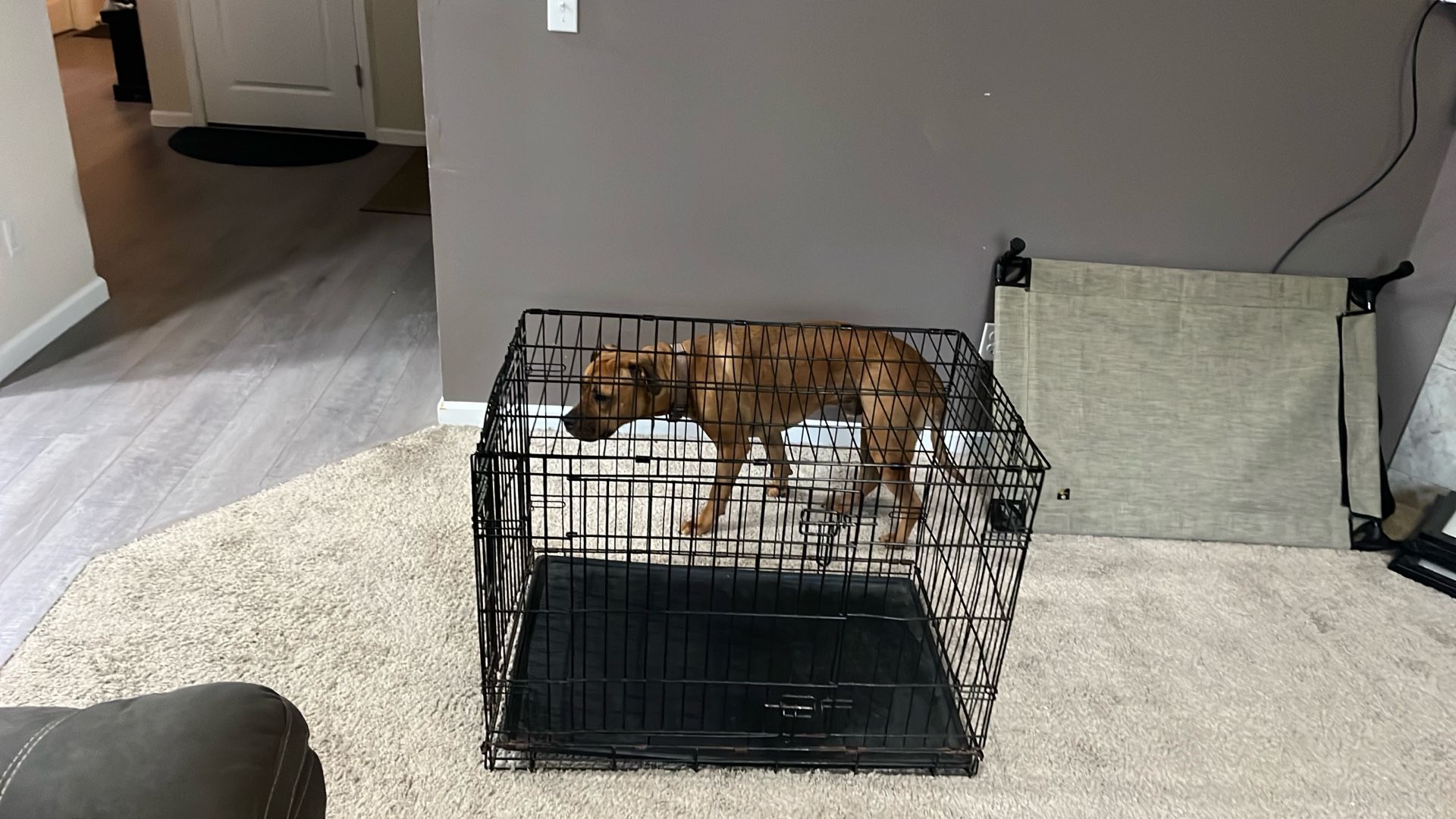 Dog Kennel ,
