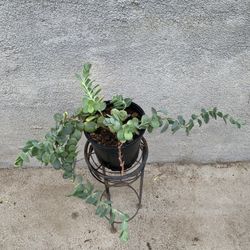 Marnier’s Kalanchoe Plant