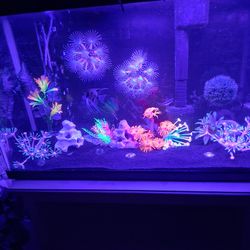 Fish Tank And Stand
