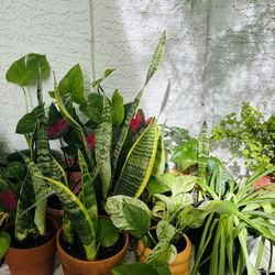 Plants For Sale 10 Each 