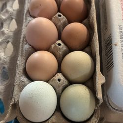 Organic  eggs