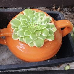 PLANT SUCCULENT SALE TODAY SATURDAY IN SAN LORENZO 