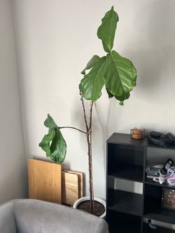 Fig Tree Two