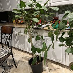 $150  Have 4 Fiddle fig Trees  5  1/2  Tall 3 Yr Old With A 2  1/2 “ Wide Base