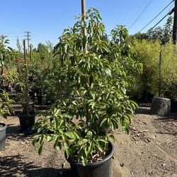Hass Avocado Tree