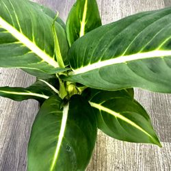 Green Magic Agloanema Rare Indoor Plant 