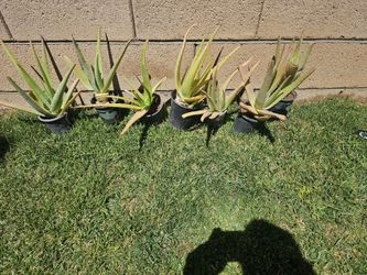 Aloe Vera Plants