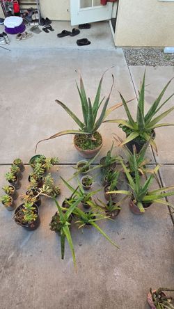 FOR SALE Aloe vera, cactus, vegetable plants