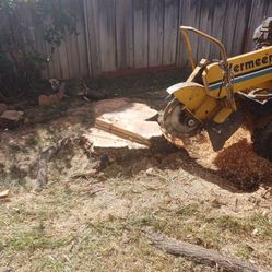 Stumps Remove