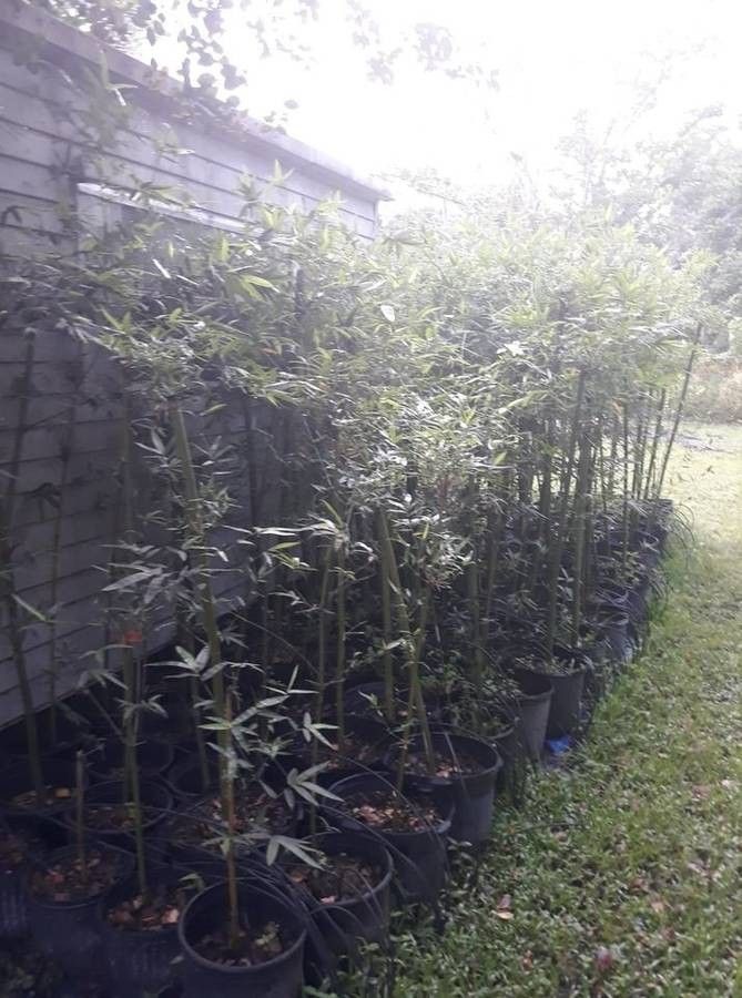 Seabreeze Bamboo Plants 7 Gallon Pots